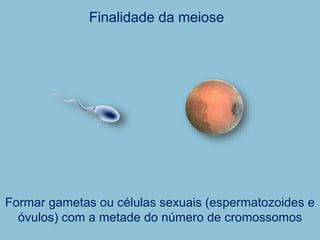 Finalidade da meiose
Formar gametas ou células sexuais (espermatozoides e
óvulos) com a metade do número de cromossomos
 