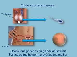 Onde ocorre a meiose
Ocorre nas gônadas ou glândulas sexuais
Testículos (no homem) e ovários (na mulher)
Testículo
Ovário
 