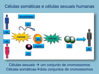 Células somáticas e células sexuais humanas
46
46
Células sexuais  um conjunto de cromossomos
Células somáticasdois conjuntos de cromossomos
23
23
meiose
fecundação
46
zigoto 46
46
mitose
 