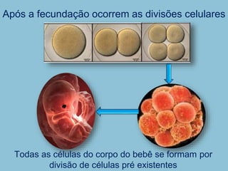 Após a fecundação ocorrem as divisões celulares
Todas as células do corpo do bebê se formam por
divisão de células pré existentes
 
