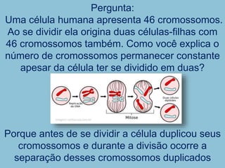 Pergunta:
Uma célula humana apresenta 46 cromossomos.
Ao se dividir ela origina duas células-filhas com
46 cromossomos também. Como você explica o
número de cromossomos permanecer constante
apesar da célula ter se dividido em duas?
Porque antes de se dividir a célula duplicou seus
cromossomos e durante a divisão ocorre a
separação desses cromossomos duplicados
 