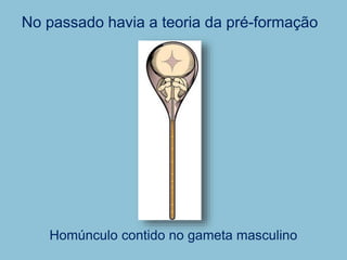 No passado havia a teoria da pré-formação
Homúnculo contido no gameta masculino
 