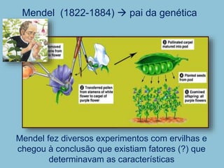 Mendel (1822-1884)  pai da genética
Mendel fez diversos experimentos com ervilhas e
chegou à conclusão que existiam fatores (?) que
determinavam as características
 