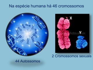 Na espécie humana há 46 cromossomos
44 Autossomos
2 Cromossomos sexuais
X
Y
 