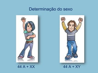 Determinação do sexo
44 A + XX 44 A + XY
 