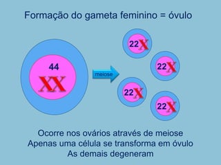 Formação do gameta feminino = óvulo
Ocorre nos ovários através de meiose
Apenas uma célula se transforma em óvulo
As demais degeneram
44
22
22
22
22
meiose
 