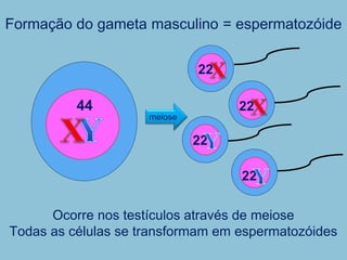 Formação do gameta masculino = espermatozóide
Ocorre nos testículos através de meiose
Todas as células se transformam em espermatozóides
44
22
22
22
22
meiose
 