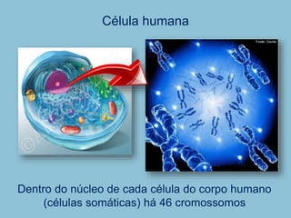 Célula humana
Dentro do núcleo de cada célula do corpo humano
(células somáticas) há 46 cromossomos
 