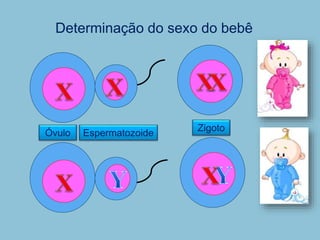 Determinação do sexo do bebê
Zigoto
Óvulo Espermatozoide
 