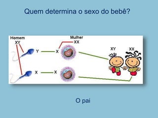 Quem determina o sexo do bebê?
O pai
 