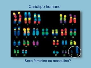 Cariótipo humano
Sexo feminino ou masculino?
 