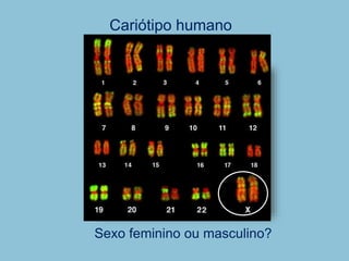 Cariótipo humano
Sexo feminino ou masculino?
 
