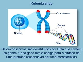 Relembrando
Núcleo
Cromossomo
DNA
Genes
Os cromossomos são constituídos por DNA que contêm
os genes. Cada gene tem o código para a síntese de
uma proteína responsável por uma característica
 