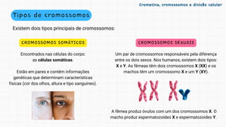 Tipos de cromossomos
Existem dois tipos principais de cromossomos:
Encontrados nas células do corpo:
as células somáticas.
Estão em pares e contêm informações
genéticas que determinam características
físicas (cor dos olhos, altura e tipo sanguíneo).
CROMOSSOMOS SOMÁTICOS CROMOSSOMOS SEXUAIS
Um par de cromossomos responsáveis pela diferença
entre os dois sexos. Nos humanos, existem dois tipos:
X e Y. As fêmeas têm dois cromossomos X (XX) e os
machos têm um cromossomo X e um Y (XY).
A fêmea produz óvulos com um dos cromossomos X. O
macho produz espermatozoides X e espermatozoides Y.
Cromatina, cromossomos e divisão celular
Cromatina, cromossomos e divisão celular
 