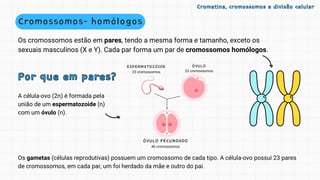 Os cromossomos estão em pares, tendo a mesma forma e tamanho, exceto os
sexuais masculinos (X e Y). Cada par forma um par de cromossomos homólogos.
A célula-ovo (2n) é formada pela
união de um espermatozoide (n)
com um óvulo (n).
Cromossomos- homólogos
Por que em pares?
Por que em pares?
Os gametas (células reprodutivas) possuem um cromossomo de cada tipo. A célula-ovo possui 23 pares
de cromossomos, em cada par, um foi herdado da mãe e outro do pai.
Cromatina, cromossomos e divisão celular
Cromatina, cromossomos e divisão celular
 