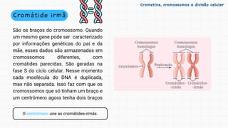 O centrômero une as cromátides-irmãs.
Cromátide irmã
São os braços do cromossomo. Quando
um mesmo gene pode ser caracterizado
por informações genéticas do pai e da
mãe, esses dados são armazenados em
cromossomos diferentes, com
cromátides parecidas. São geradas na
fase S do ciclo celular. Nesse momento
cada moolécula do DNA é duplicada,
mas não separada. Isso faz com que os
cromossomos que só tinham um braço e
um centrômero agora tenha dois braços
.
Cromatina, cromossomos e divisão celular
Cromatina, cromossomos e divisão celular
 