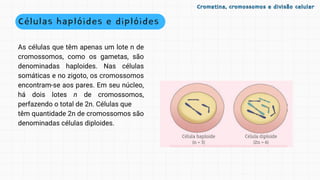 Células haplóides e diplóides
As células que têm apenas um lote n de
cromossomos, como os gametas, são
denominadas haploides. Nas células
somáticas e no zigoto, os cromossomos
encontram-se aos pares. Em seu núcleo,
há dois lotes n de cromossomos,
perfazendo o total de 2n. Células que
têm quantidade 2n de cromossomos são
denominadas células diploides.
Cromatina, cromossomos e divisão celular
Cromatina, cromossomos e divisão celular
 