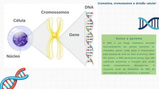 Cromatina, cromossomos e divisão celular
Cromatina, cromossomos e divisão celular
Genes e genoma
Genes e genoma
O DNA é um longo filamento dividido
O DNA é um longo filamento dividido
funcionalmente em partes menores, os
funcionalmente em partes menores, os
chamados genes. Cada gene é responsável
chamados genes. Cada gene é responsável
pela síntese de uma ou mais proteínas. Além
pela síntese de uma ou mais proteínas. Além
dos genes, o DNA apresenta partes que não
dos genes, o DNA apresenta partes que não
codificam proteínas e funções que estão
codificam proteínas e funções que estão
sendo recentemente descobertas. O
sendo recentemente descobertas. O
conjunto total de moléculas de DNA de
conjunto total de moléculas de DNA de
determinada espécie constitui o genoma.
determinada espécie constitui o genoma.
 