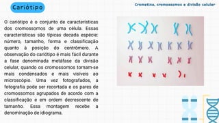 Cariótipo
O cariótipo é o conjunto de características
dos cromossomos de uma célula. Essas
características são típicas decada espécie:
número, tamanho, forma e classificação
quanto à posição do centrômero. A
observação do cariótipo é mais fácil durante
a fase denominada metáfase da divisão
celular, quando os cromossomos tornam-se
mais condensados e mais visíveis ao
microscópio. Uma vez fotografados, a
fotografia pode ser recortada e os pares de
cromossomos agrupados de acordo com a
classificação e em ordem decrescente de
tamanho. Essa montagem recebe a
denominação de idiograma.
Cromatina, cromossomos e divisão celular
Cromatina, cromossomos e divisão celular
 