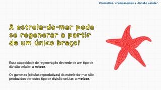 Essa capacidade de regeneração depende de um tipo de
divisão celular: a mitose.
Os gametas (células reprodutivas) da estrela-do-mar são
produzidos por outro tipo de divisão celular: a meiose.
A estrela-do-mar pode
se regenerar a partir
de um único braço!
A estrela-do-mar pode
se regenerar a partir
de um único braço!
Cromatina, cromossomos e divisão celular
Cromatina, cromossomos e divisão celular
 