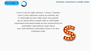 A letra S vem do inglês synthesis, “síntese”. É quando
ocorre o mais importante evento da interfase, que
é a duplicação de todo o DNA celular. Isso garante
que as células-filhas recebam todas as informações
responsáveis pela determinação de suas características em
quantidades rigorosamente iguais. Nessa
fase, cada filamento cromossômico passa a ter duas
cromátides-irmãs.
Período S Cromatina, cromossomos e divisão celular
Cromatina, cromossomos e divisão celular
 