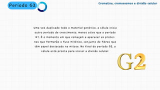 Período G2 Cromatina, cromossomos e divisão celular
Cromatina, cromossomos e divisão celular
Uma vez duplicado todo o material genético, a célula inicia
outro período de crescimento, menos ativo que o período
G1. É o momento em que começam a aparecer as proteí-
nas que formarão o fuso mitótico, conjunto de fibras que
têm papel destacado na mitose. No final do período G2, a
célula está pronta para iniciar a divisão celular.
 