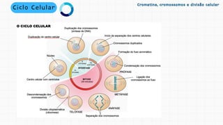Ciclo Celular Cromatina, cromossomos e divisão celular
Cromatina, cromossomos e divisão celular
 