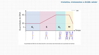 Cromatina, cromossomos e divisão celular
Cromatina, cromossomos e divisão celular
 