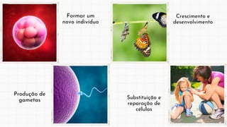 Formar um
novo indivíduo
Crescimento e
desenvolvimento
Substituição e
reparação de
células
Produção de
gametas
 