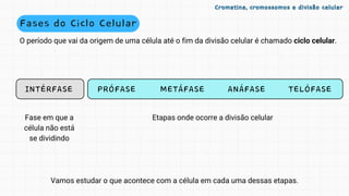 Fases do Ciclo Celular
O período que vai da origem de uma célula até o fim da divisão celular é chamado ciclo celular.
Etapas onde ocorre a divisão celular
INTÉRFASE PRÓFASE METÁFASE ANÁFASE TELÓFASE
Fase em que a
célula não está
se dividindo
Vamos estudar o que acontece com a célula em cada uma dessas etapas.
Cromatina, cromossomos e divisão celular
Cromatina, cromossomos e divisão celular
 