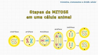 Etapas da MITOSE
em uma célula animal
Etapas da MITOSE
em uma célula animal
prófase metáfase
intérfase
anáfase
telófase
Cromatina, cromossomos e divisão celular
Cromatina, cromossomos e divisão celular
 