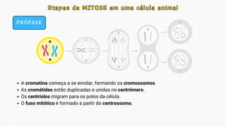 PRÓFASE
Etapas da MITOSE em uma célula animal
Etapas da MITOSE em uma célula animal
A cromatina começa a se enrolar, formando os cromossomos.
As cromátides estão duplicadas e unidas no centrômero.
Os centríolos migram para os polos da célula.
O fuso mitótico é formado a partir do centrossomo.
 