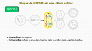 Etapas da MITOSE em uma célula animal
Etapas da MITOSE em uma célula animal
ANÁFASE
As cromátides se separam.
Os filamentos do fuso se encurtam, levando cada cromátide para os polos da célula.
 