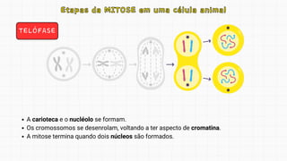 TELÓFASE
Etapas da MITOSE em uma célula animal
Etapas da MITOSE em uma célula animal
A carioteca e o nucléolo se formam.
Os cromossomos se desenrolam, voltando a ter aspecto de cromatina.
A mitose termina quando dois núcleos são formados.
 