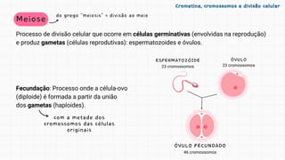 Meiose
Processo de divisão celular que ocorre em células germinativas (envolvidas na reprodução)
e produz gametas (células reprodutivas): espermatozoides e óvulos.
Cromatina, cromossomos e divisão celular
Cromatina, cromossomos e divisão celular
com a metade dos
cromossomos das células
originais
do grego “meiosis” = divisão ao meio
Fecundação: Processo onde a célula-ovo
(diploide) é formada a partir da união
dos gametas (haploides).
 