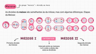 Meiose do grego “meiosis” = divisão ao meio
As divisões da meiose são semelhantes às da mitose, mas com algumas diferenças. Etapas
da Meiose:
MEIOSE I
MEIOSE I MEIOSE II
MEIOSE II
INTERFASE
Primeira divisão
da meiose
Segunda divisão
da meiose
Intervalo entre as meioses
I e II, onde a célula não
está se dividindo
 