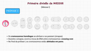 Primeira divisão da MEIOSE
Primeira divisão da MEIOSE
PRÓFASE I
Os cromossomos homólogos se alinham e se pareiam (sinapse).
Durante a sinapse, ocorre a troca de DNA entre cromossomos: crossing-over.
No final da prófase I, os cromossomos estão alinhados em pares.
(Meiose I)
 