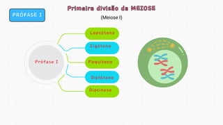 PRÓFASE I
Primeira divisão da MEIOSE
Primeira divisão da MEIOSE
(Meiose I)
Diplóteno
Leptóteno
Zigóteno
Paquíteno
Prófase I
Diacinese
 