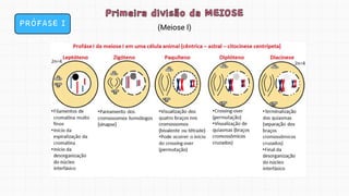PRÓFASE I
Primeira divisão da MEIOSE
Primeira divisão da MEIOSE
(Meiose I)
 