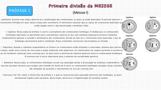 PRÓFASE I
Leptóteno: Durante essa etapa, observa-se a condensação dos cromossomos, os quais já estão duplicados. É possível observar o
cromossomo formado por duas cópias unidas pelo centrômero. É importante salientar que as cópias do cromossomo duplicado que
estão ligadas entre si são denominadas cromátides irmãs.
◦ Zigóteno: Nessa etapa da prófase I, ocorre o pareamento dos cromossomos homólogos. À medida que os cromossomos
homólogos duplicados se aproximam para o pareamento, observa-se que uma complexa maquinaria proteica (complexo
sinaptonêmico) garante a conexão e alinhamento dos cromossomos. Devido ao fato de o cromossomo estar duplicado, o par de
homólogos apresentará quatro cromátides. Essas cromátides constituem uma bivalente ou tétrade.
◦ Paquíteno: Quando o complexo sinaptonêmico se forma e os cromossomos estão alinhados e conectados, dizemos que ocorreu a
sinapse, sendo esse o ponto de início para a etapa conhecida como paquíteno. Os cromossomos em sinapse permitem a ocorrência
de um fenômeno conhecido como crossing over, no qual ocorre a permuta de material genético entre os cromossomos homólogos.
O crossing over é muito importante para o aumento da variabilidade genética.
◦ Diplóteno: Nessa etapa, os cromossomos homólogos iniciam sua separação devido à dissociação do complexo sinaptonêmico. É
possível perceber durante esse estágio uma conexão em forma de X entre os cromossomos homólogos pareados. Essas conexões
são chamadas de quiasmas e representam um sítio de crossing over.
◦Diacinese: Por fim, temos a última fase da prófase I, a qual se caracteriza pela separação definitiva dos homólogos, os quais
permanecem ligados pelos quiasmas. Nessa etapa, observa-se a fragmentação do envelope nuclear.
Primeira divisão da MEIOSE
Primeira divisão da MEIOSE
(Meiose I)
 