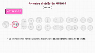 METÁFASE I
(Meiose I)
Primeira divisão da MEIOSE
Primeira divisão da MEIOSE
Os cromossomos homólogos alinhados em pares se posicionam no equador da célula.
 