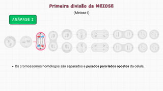 (Meiose I)
Primeira divisão da MEIOSE
Primeira divisão da MEIOSE
ANÁFASE I
Os cromossomos homólogos são separados e puxados para lados opostos da célula.
 