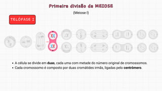 (Meiose I)
Primeira divisão da MEIOSE
Primeira divisão da MEIOSE
TELÓFASE I
A célula se divide em duas, cada uma com metade do número original de cromossomos.
Cada cromossomo é composto por duas cromátides irmãs, ligadas pelo centrômero.
 