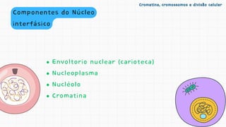 Componentes do Núcleo
interfásico
Cromatina, cromossomos e divisão celular
Cromatina, cromossomos e divisão celular
Envoltorio nuclear (carioteca)
Nucleoplasma
Nucléolo
Cromatina
 