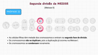 (Meiose II)
Segunda divisão da MEIOSE
Segunda divisão da MEIOSE
PRÓFASE II
As células-filhas têm metade dos cromossomos e entram na segunda fase de divisão.
Os cromossomos não se duplicam, pois a duplicação já ocorreu na Meiose I.
Os cromossomos se condensam novamente.
 
