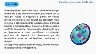 É um corpúsculo denso e esférico. Não é envolvido por
membrana e seu número é variável, geralmente um ou
dois por núcleo. É frequente e grande em células
jovens de embriões e em células que produzem muita
proteína. É constituído por RNA ribossômico, proteínas,
lipídeos e polissacarídeos. Durante a divisão celular, o
nucléolo desaparece. Seu material é direcionado para
o hialoplasma e suas substâncias constituintes
participam da formação dos ribossomos, que são
distribuídos entre as células-filhas resultantes da
divisão.
Ele reaparece logo no final da divisão, ao redor de algu-
mas regiões dos cromossomos.
Nucléolo
Cromatina, cromossomos e divisão celular
Cromatina, cromossomos e divisão celular
 