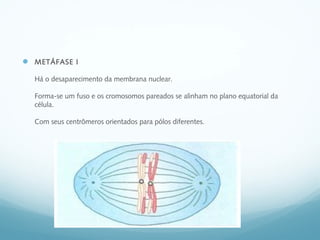  METÁFASE I
Há o desaparecimento da membrana nuclear.
Forma-se um fuso e os cromosomos pareados se alinham no plano equatorial da
célula.
Com seus centrômeros orientados para pólos diferentes.
 