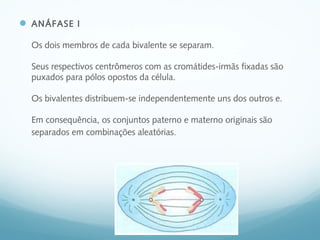  ANÁFASE I
Os dois membros de cada bivalente se separam.
Seus respectivos centrômeros com as cromátides-irmãs fixadas são
puxados para pólos opostos da célula.
Os bivalentes distribuem-se independentemente uns dos outros e.
Em consequência, os conjuntos paterno e materno originais são
separados em combinações aleatórias.
 