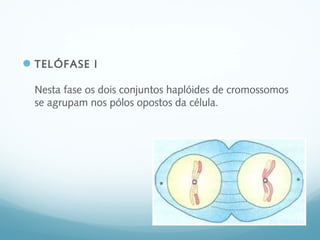 TELÓFASE I
Nesta fase os dois conjuntos haplóides de cromossomos
se agrupam nos pólos opostos da célula.
 