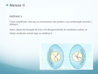 Meiose II
PRÓFASE II
É bem simplificada, visto que os cromossomos não perdem a sua condensação durante a
telófase I.
Assim, depois da formação do fuso e do desaparecimento da membrana nuclear, as
células resultantes entram logo na metáfase II.
 